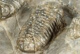 Three Colorful Phacopid (Austerops) Trilobites - Jorf Morocco #329072-12